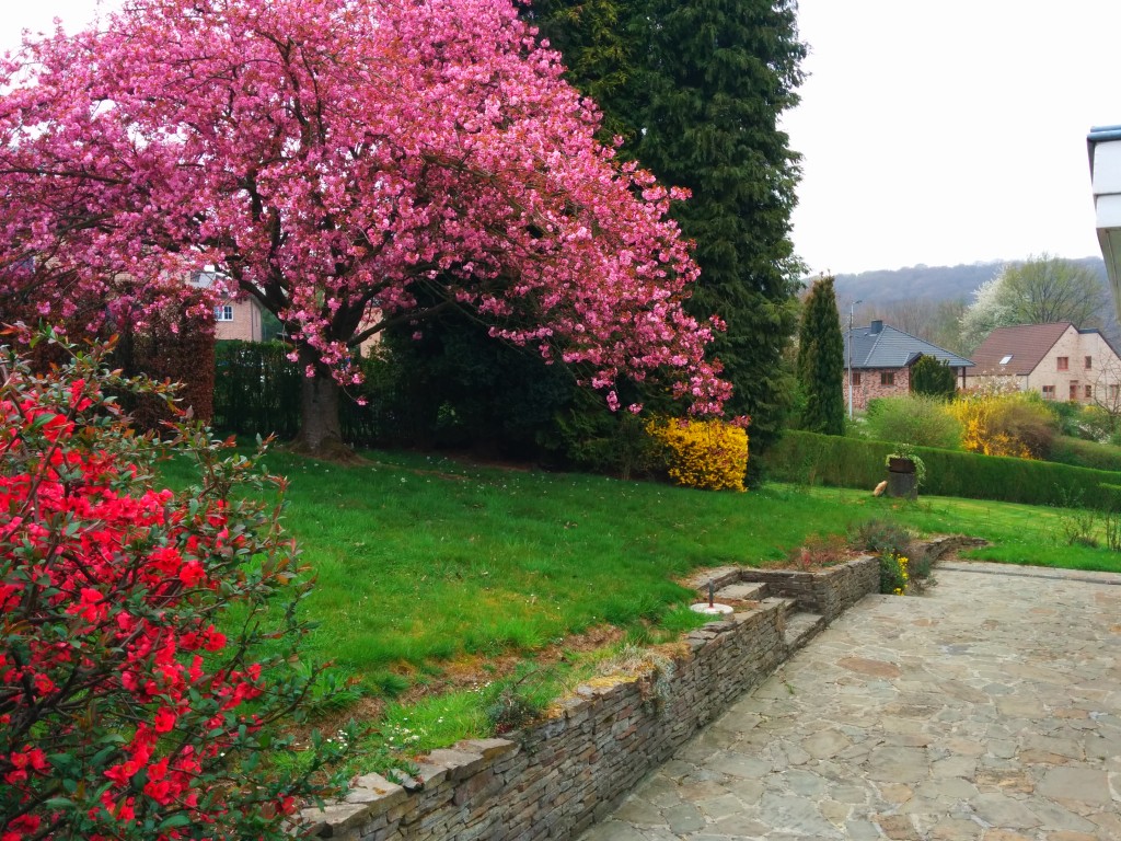 Début du printemps, le cerisier sera en fleur !