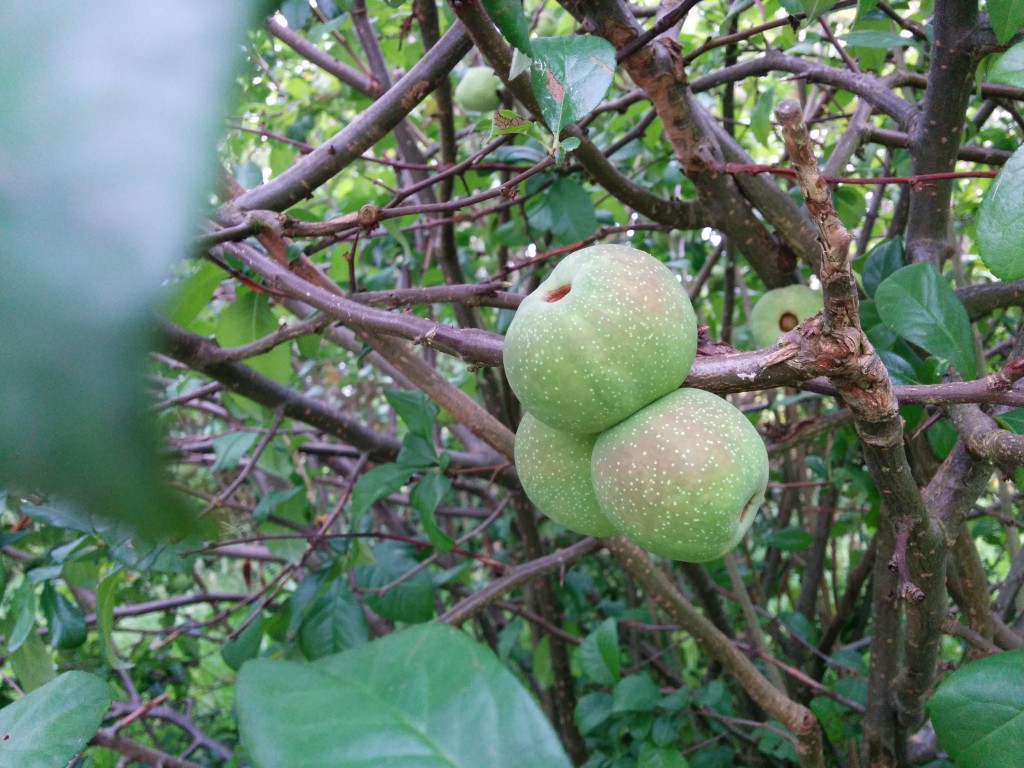 Mi juin, on voit apparaitre ces fruits, des pommes ?