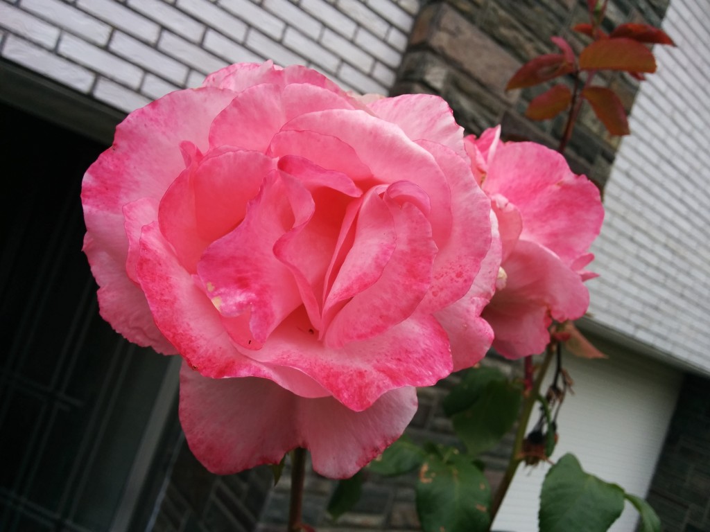 Devant la porte d'entrée, les Roses ont pris la pause !
