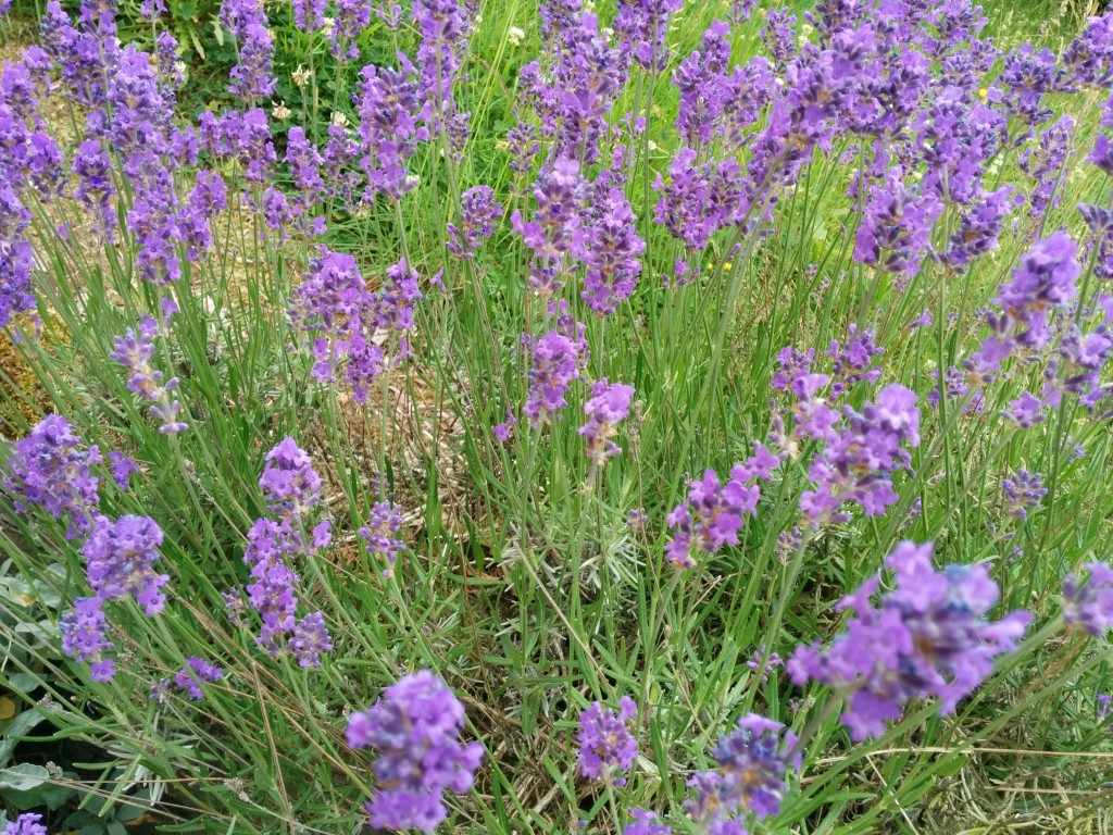Pour l'été, on trouve un peu de lavande au bord de la terrasse !