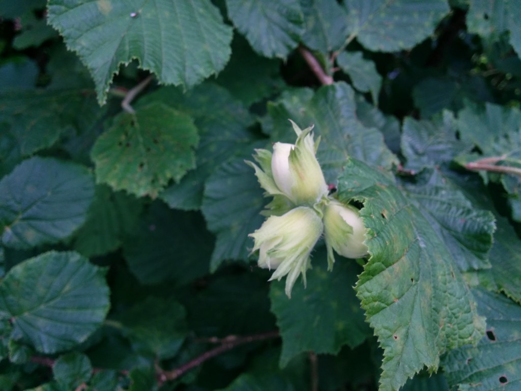 Et un noisetier dans le fond du jardin !