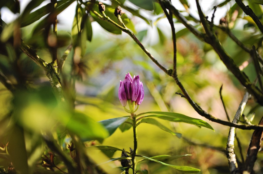 A l'arrivée de Mai, c'est au tour du Rhododendron 