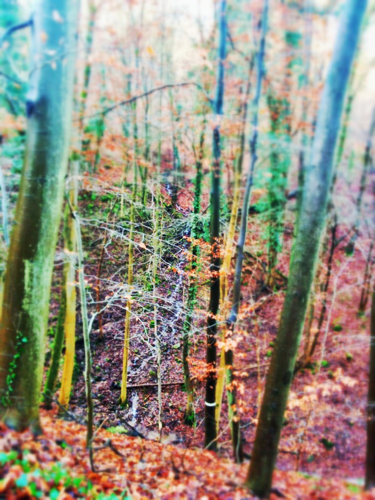 2015-01-02 15.17.05-1